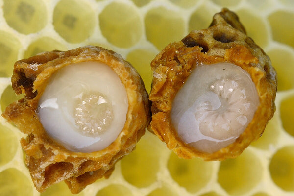 The Health Benefits of Royal Jelly: Nature's Superfood