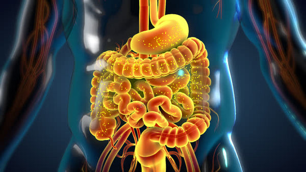 Understanding Digestive Enzymes: A Key to Better Gut Health