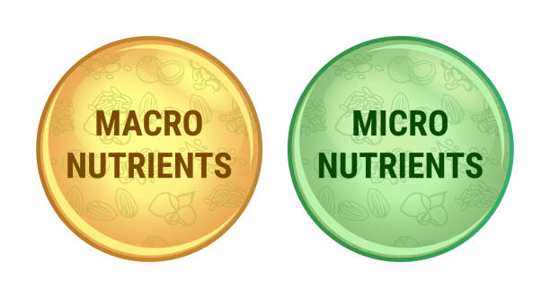 Macro vs. Micro Nutrients: What Your Body Needs