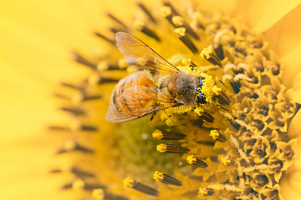 Bee Pollen: A Natural Boost for Your Health