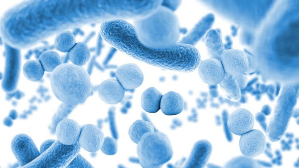 Exploring the Diversity of Probiotics: Essential Strains for Optimal Health